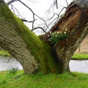 bulbs-planted-in-tree